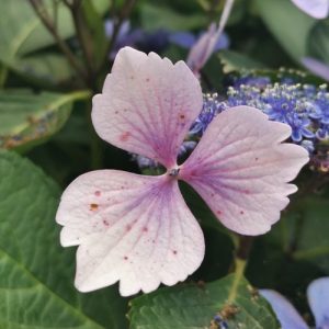 Fleurs Moseartist
